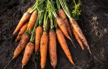 Organic root vegetables