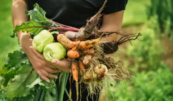 什麼是有機根莖類蔬菜 What is organic root vegetable